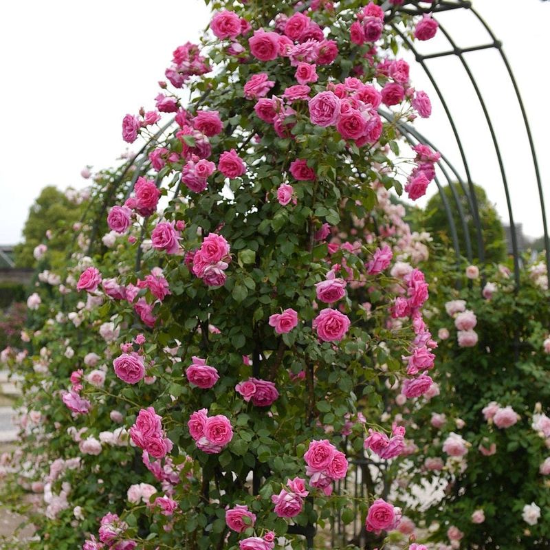 Climbing Rose Seeds