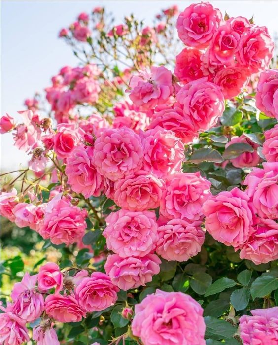 Climbing Rose Seeds