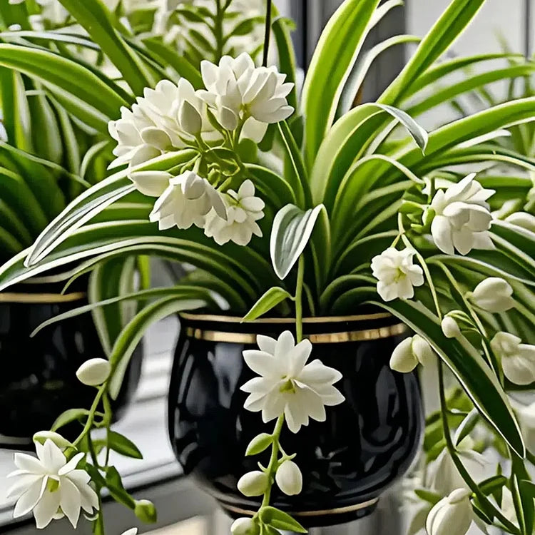 Grand Bloom Spider Plant Seeds š Natureās Hanging Masterpiece of Color & Grace
