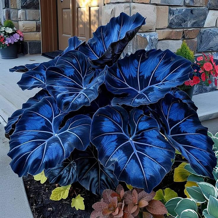 🌿 Rare Hosta Flower Bulbs🎁2025 Special Offer