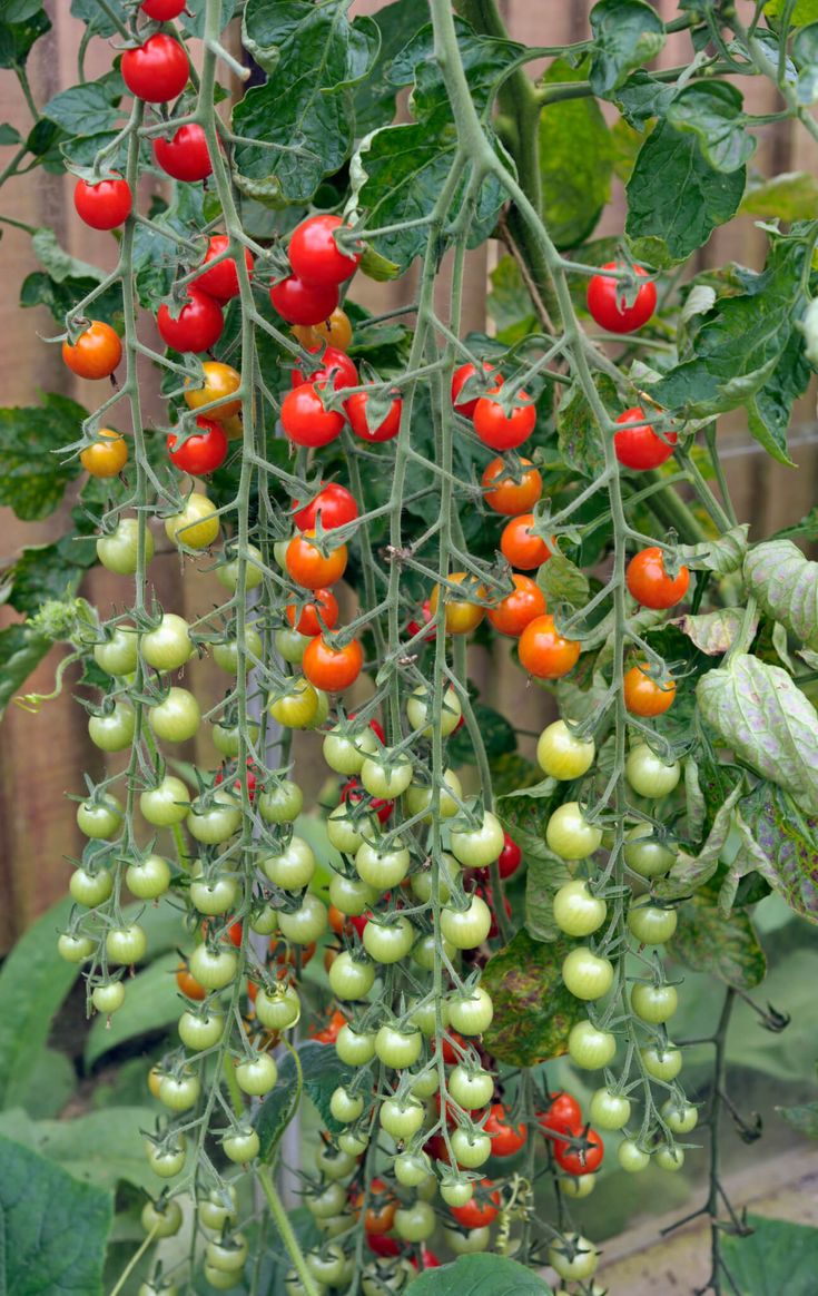 Colorful Cherry Tomatoes Seeds