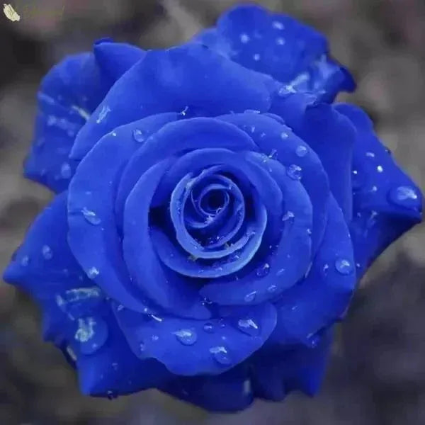 Climbing Rose Seeds