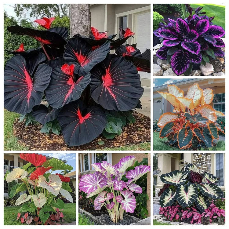 🌿 Rare Hosta Flower Bulbs🎁2025 Special Offer