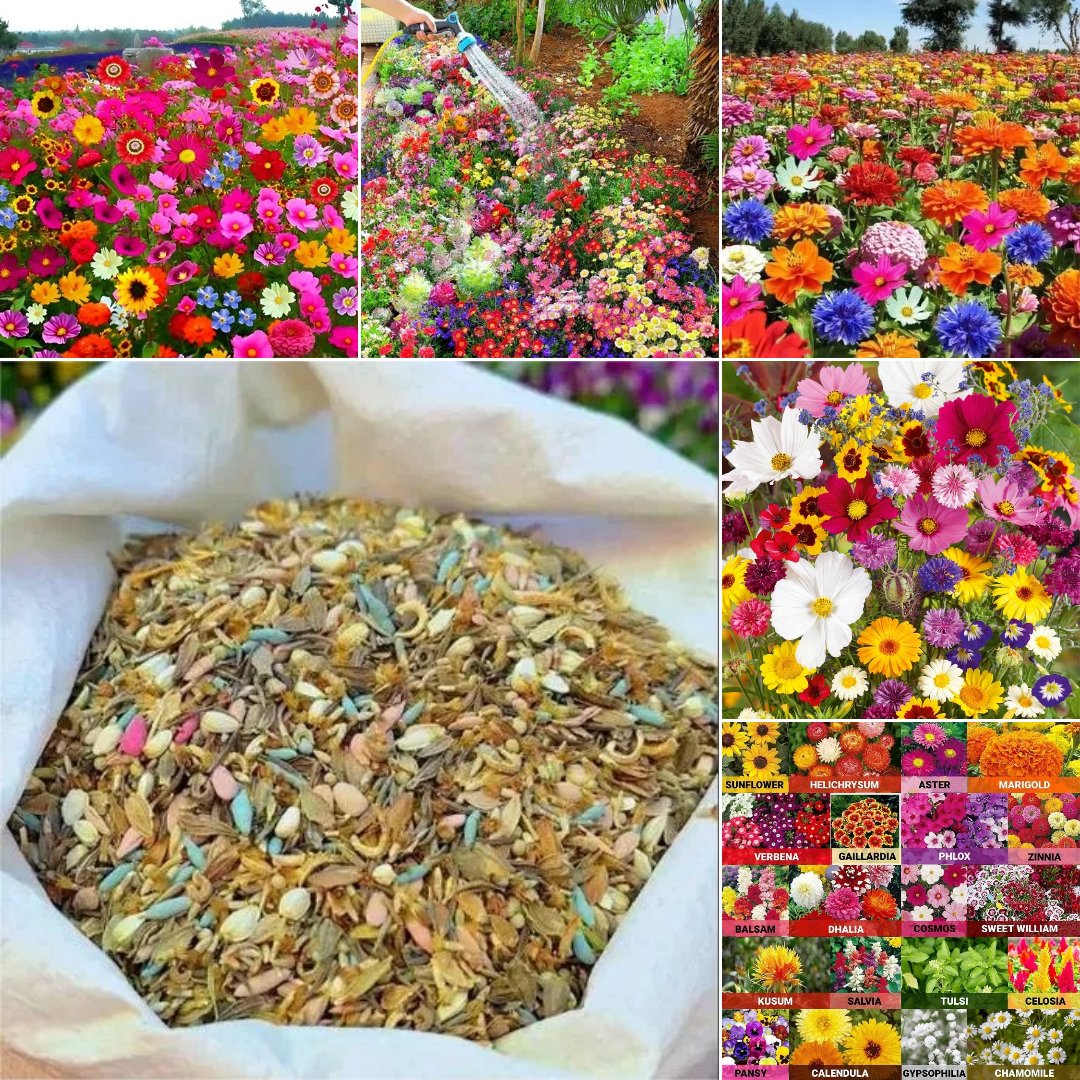 ๐ฅ49% off! Mixed Perennial Flower Seeds - Over 60 Mixed Varieties