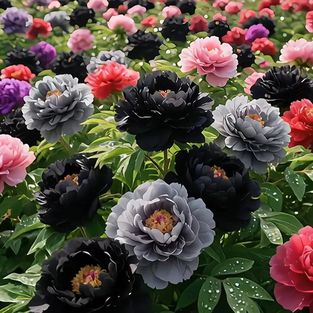 🌸 Premium Colorful Peony King Seeds – The Royal Jewel of the Garden! 🌸
