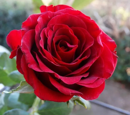 Climbing Rose Seeds