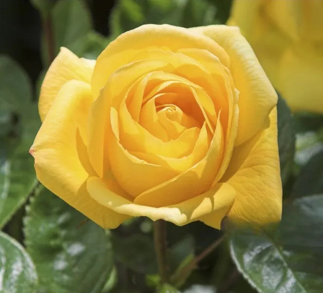 Climbing Rose Seeds