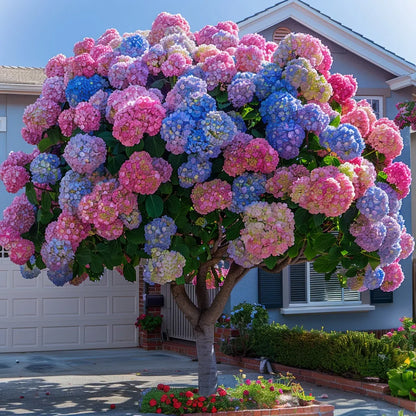 Gorgeous Hydrangea Tree💐💐