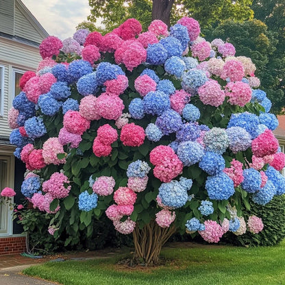 Gorgeous Hydrangea Tree💐💐