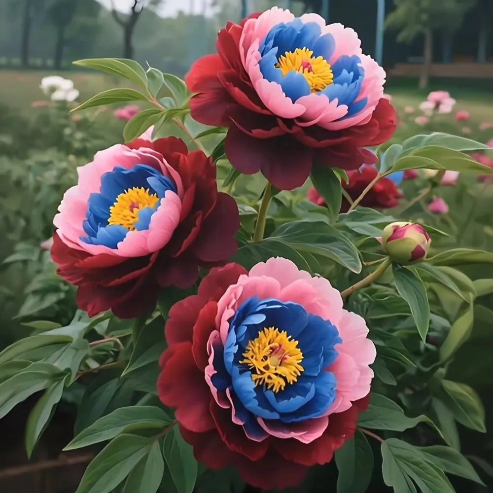 🌸 Premium Colorful Peony King Seeds – The Royal Jewel of the Garden! 🌸