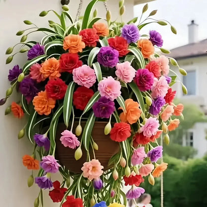 Grand Bloom Spider Plant Seeds 💐 Nature’s Hanging Masterpiece of Color & Grace