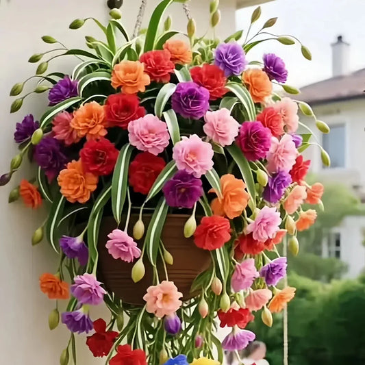 Grand Bloom Spider Plant Seeds 💐 Nature’s Hanging Masterpiece of Color & Grace