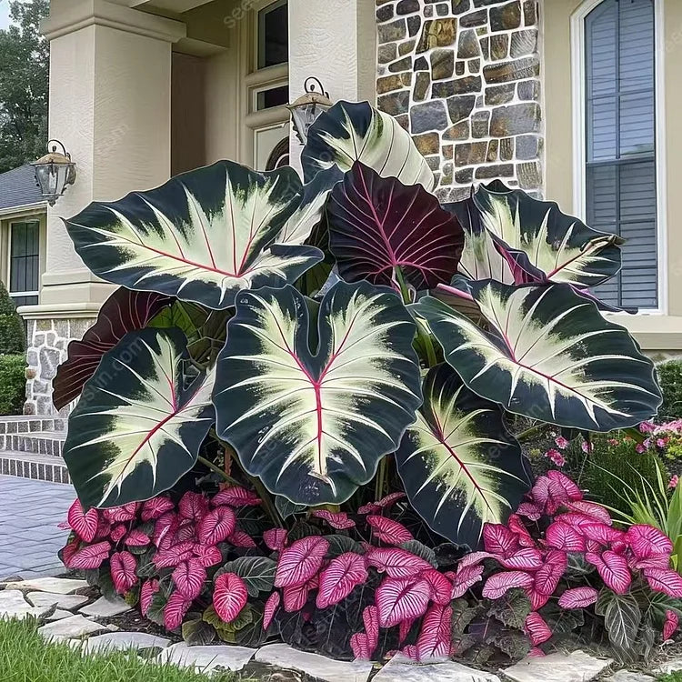 🌿 Rare Hosta Flower Bulbs🎁2025 Special Offer