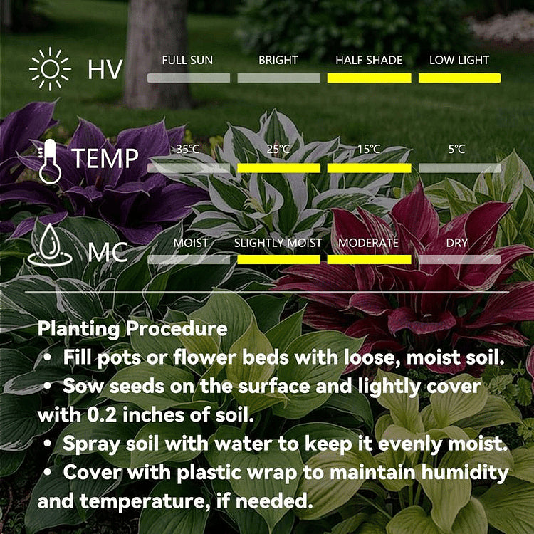 🌿 Rare Hosta Flower Bulbs🎁2025 Special Offer