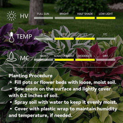 🌿 Rare Hosta Flower Bulbs🎁2025 Special Offer