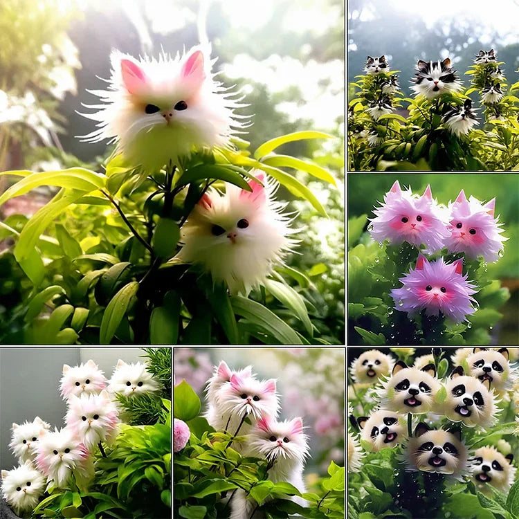 🔥Amazing Plants! 🌈🐱Cat's Eye Dazzle Flower