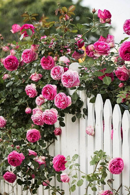Climbing Rose Seeds
