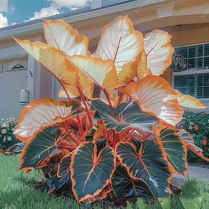 🌿 Rare Hosta Flower Bulbs🎁2025 Special Offer