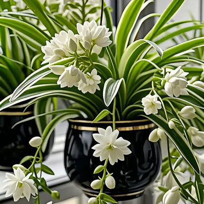 Grand Bloom Spider Plant Seeds 💐 Nature’s Hanging Masterpiece of Color & Grace
