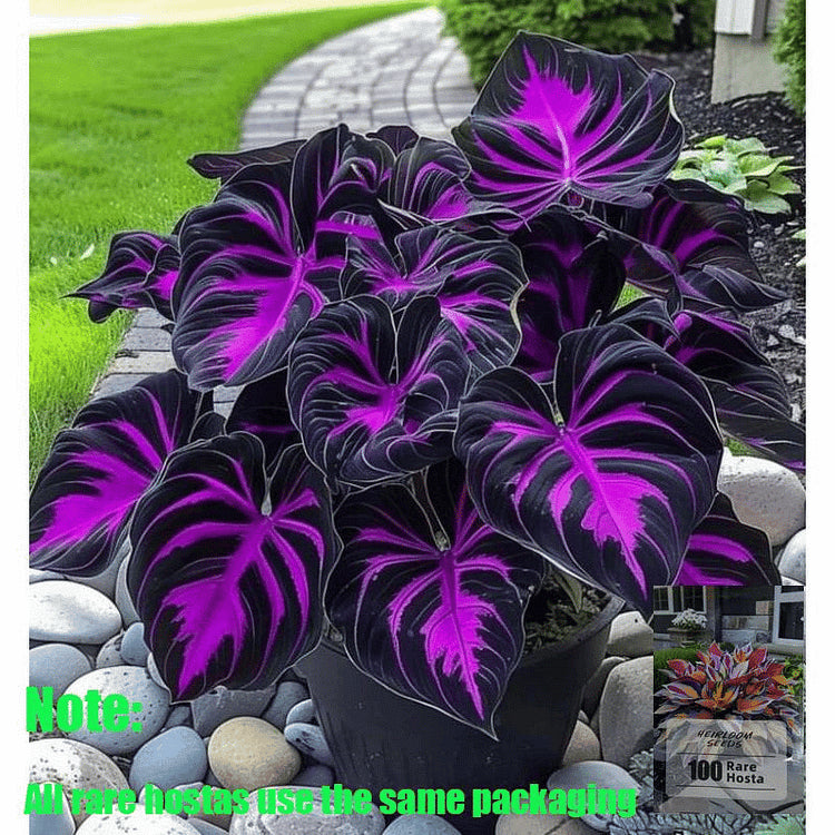 🌿 Rare Hosta Flower Bulbs🎁2025 Special Offer