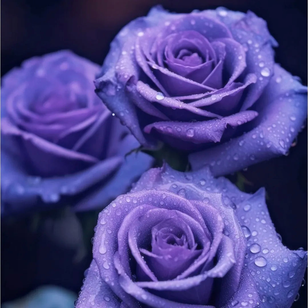 Climbing Rose Seeds