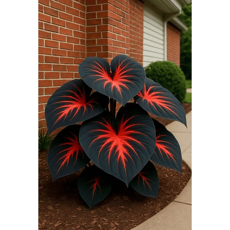 🌿 Rare Hosta Flower Bulbs🎁2025 Special Offer