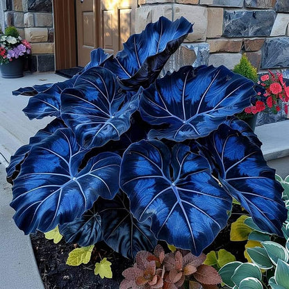 🌿 Rare Hosta Flower Bulbs🎁2025 Special Offer
