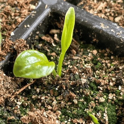 🌿 Rare Hosta Flower Bulbs🎁2025 Special Offer