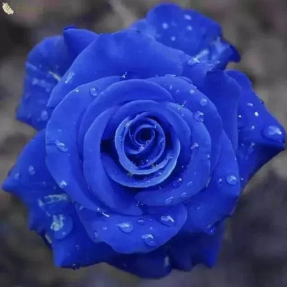 Climbing Rose Seeds
