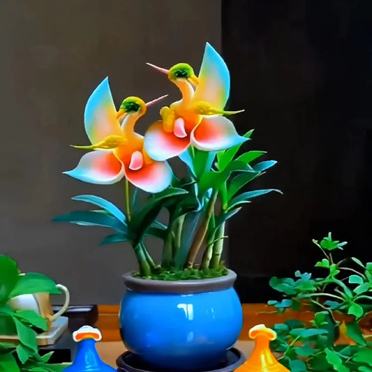 ✨🦆Lucky Duck Orchid