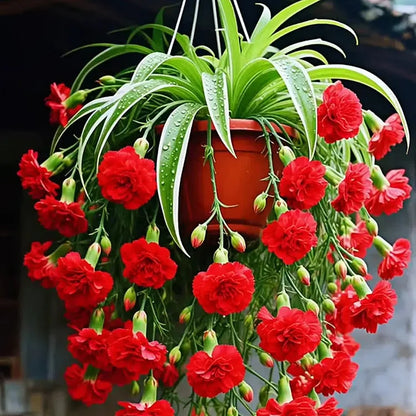 Grand Bloom Spider Plant Seeds 💐 Nature’s Hanging Masterpiece of Color & Grace