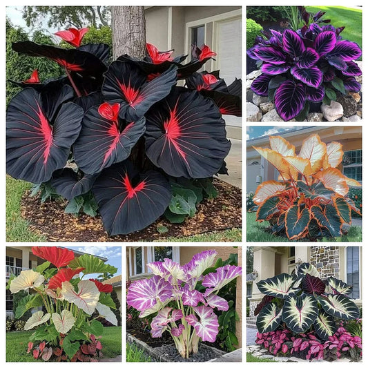 🌿 Rare Hosta Flower Bulbs🎁2025 Special Offer