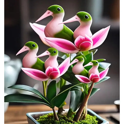 ✨🦆Lucky Duck Orchid