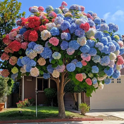 Gorgeous Hydrangea Tree💐💐