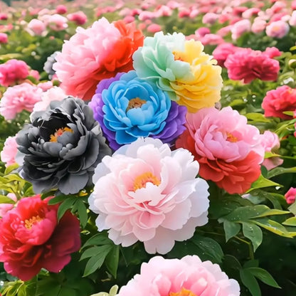 🌸 Premium Colorful Peony King Seeds – The Royal Jewel of the Garden! 🌸