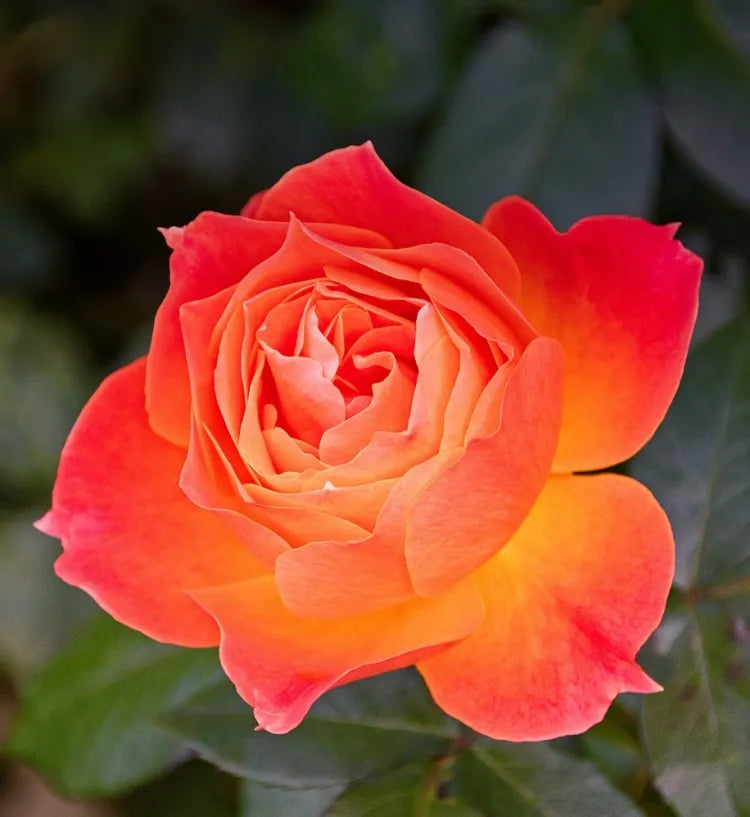 Climbing Rose Seeds