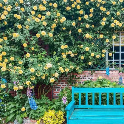🌹🌹Climbing Rose - Luck Rising