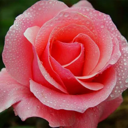 Climbing Rose Seeds