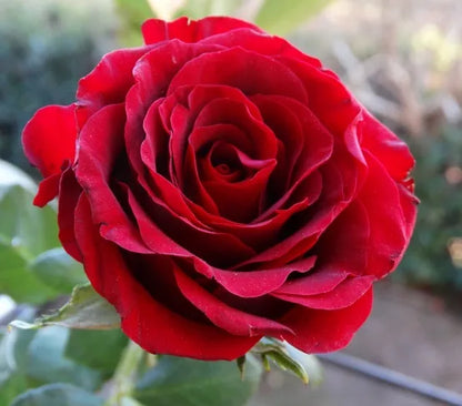Climbing Rose Seeds