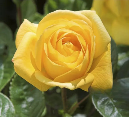 Climbing Rose Seeds